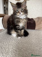 Maine Coon cats - Advert 13