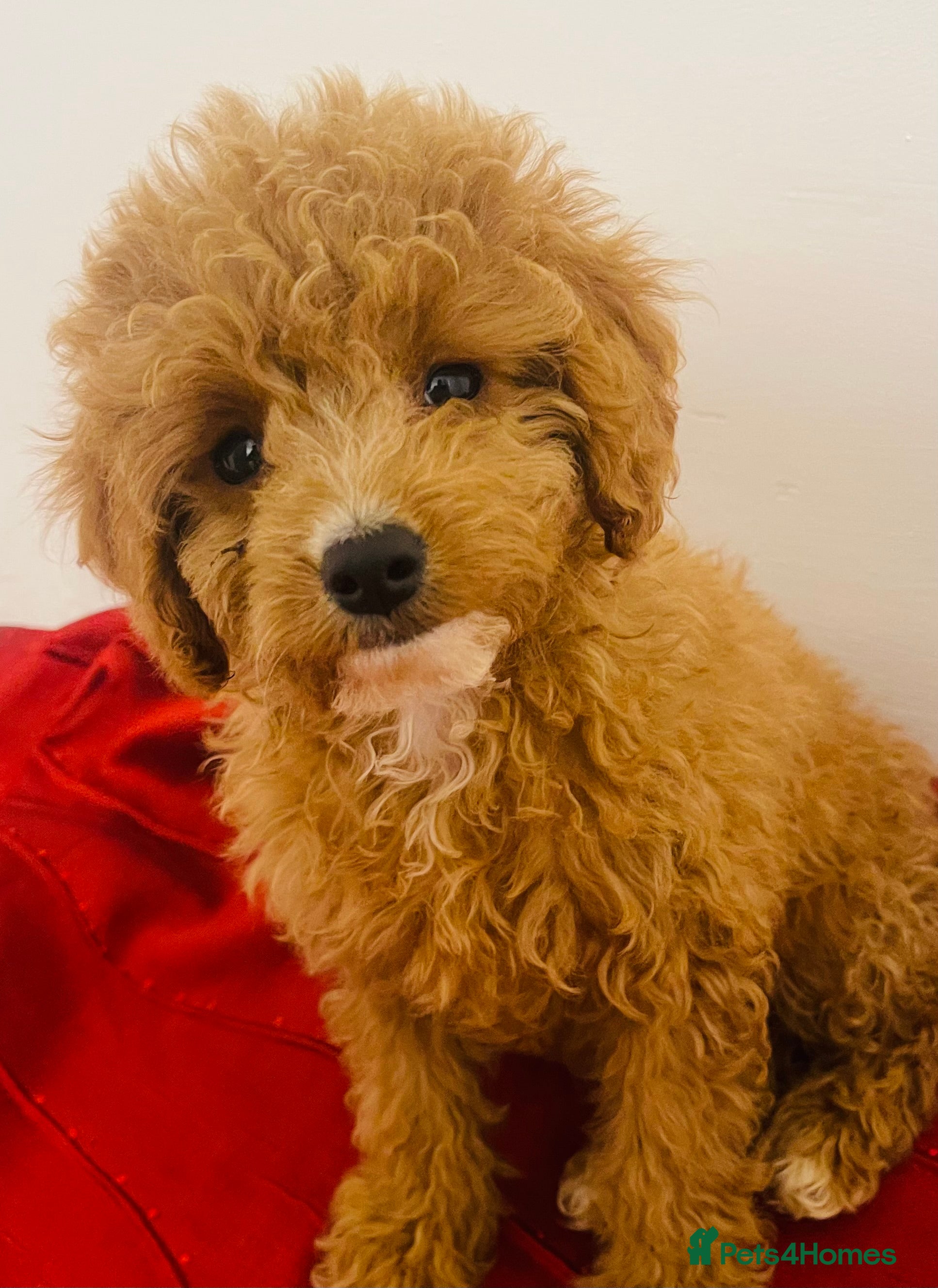 Cavapoo dogs 🐶 Cavapoo Puppies - Advert 3