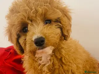 Cavapoo dogs 🐶 Cavapoo Puppies - Advert 3