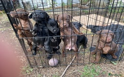 Patterdale Terrier dogs for sale: Gorgeous patterdale pups for sale  - Image 12