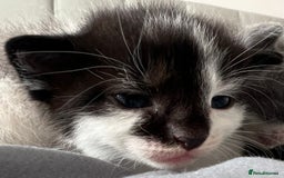 Mixed Breed cats for sale: ❤️*Blue/white & black/white friendly kittens*❤️ - Image 31