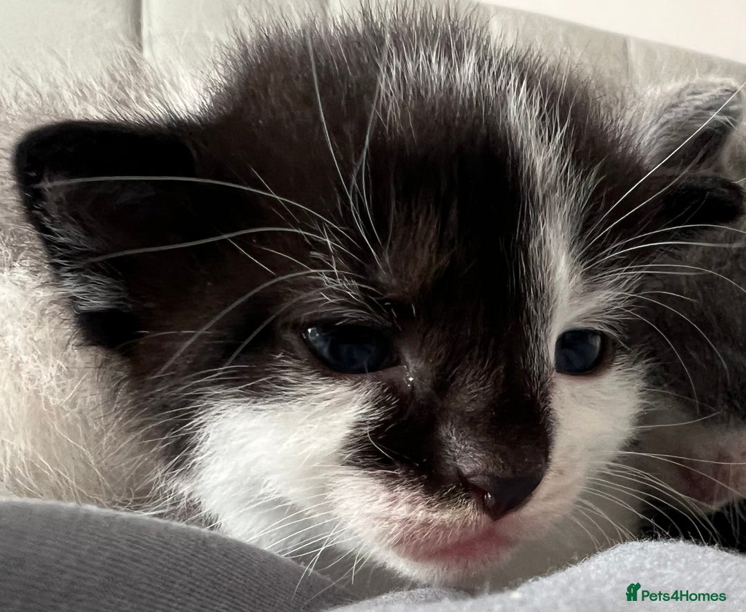 Mixed Breed cats for sale: ❤️*Blue/white & black/white friendly kittens*❤️ - Image 31