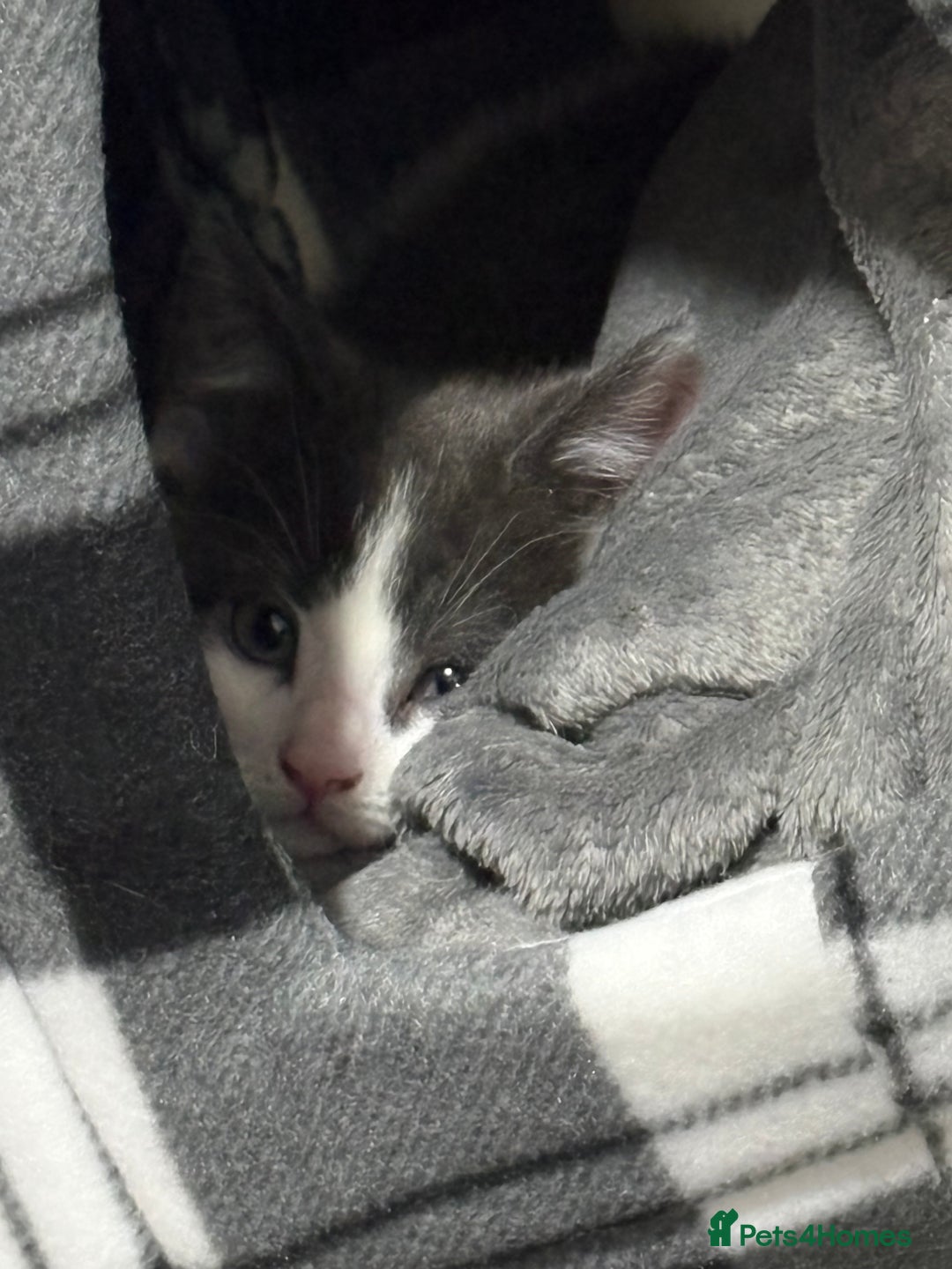 Mixed Breed cats for sale: 10 weeks old female kitten  - Advert 4