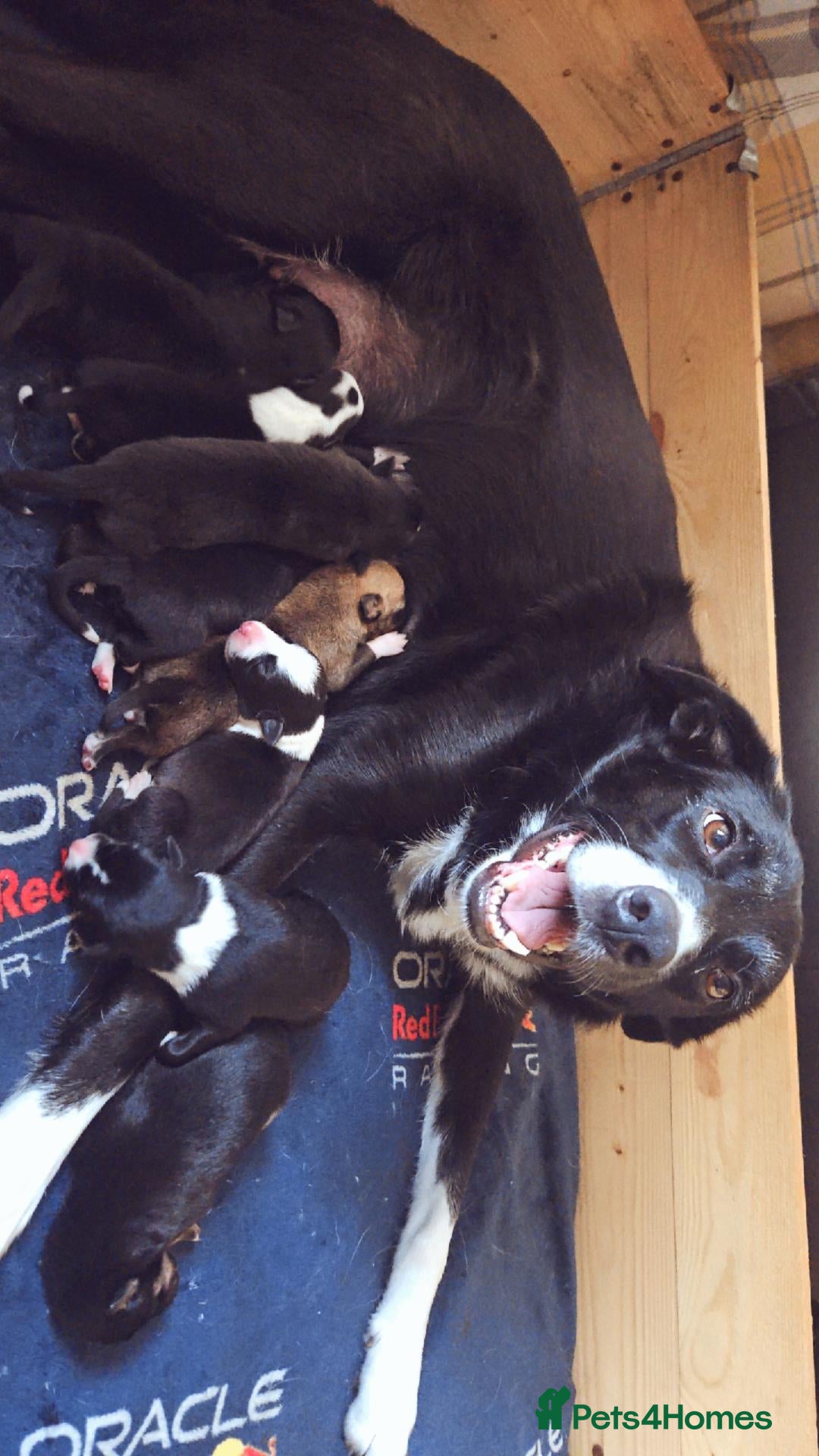 Border Collie dogs for sale: Active puppies looking for homes - Advert 1