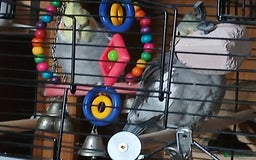 Cockatiels birds for sale: Cockatiels  - Image 1