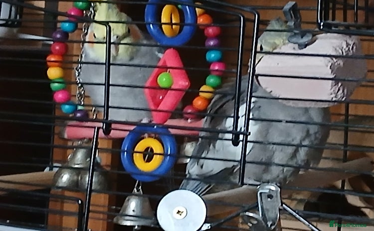 Cockatiels birds - Advert 3