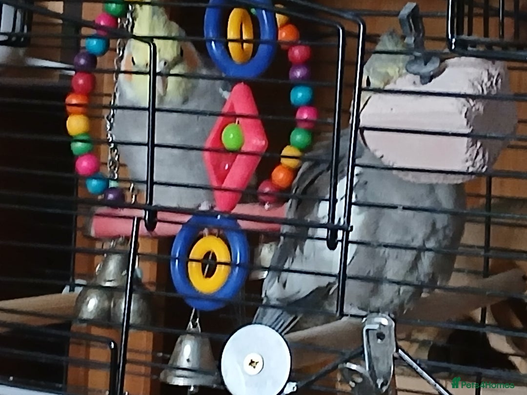 Cockatiels birds for sale: Cockatiels  - Image 1