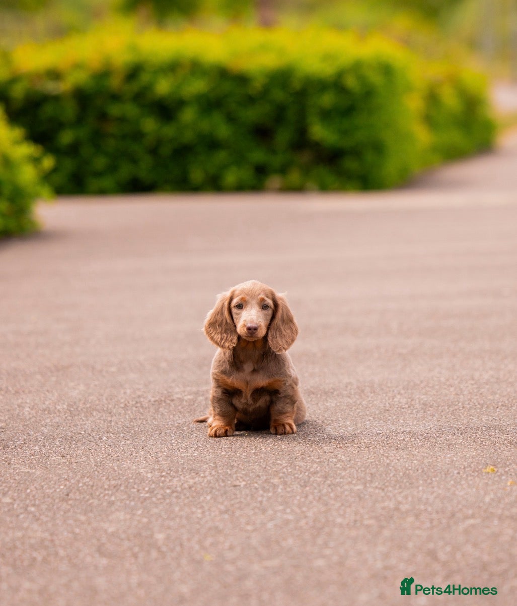 Miniature Dachshund dogs for sale: Long Haired Miniature Dachshund-Isabella&Chocolate - Advert 11