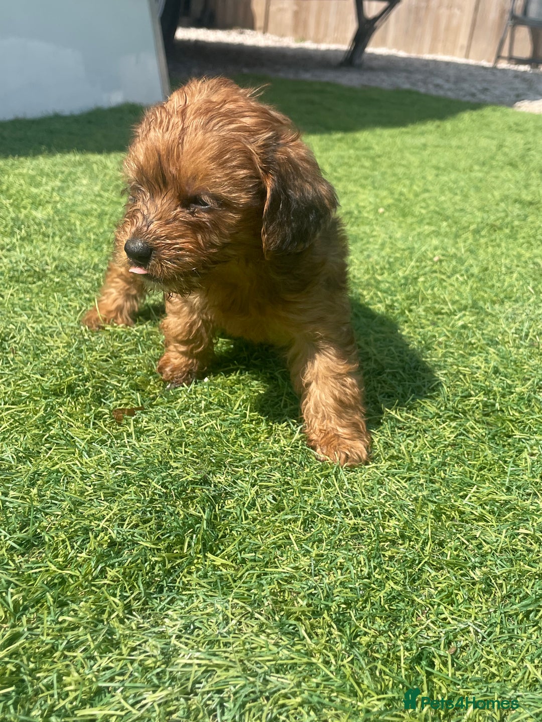Doxiepoo dogs for sale: Doxiepoos - Image 22