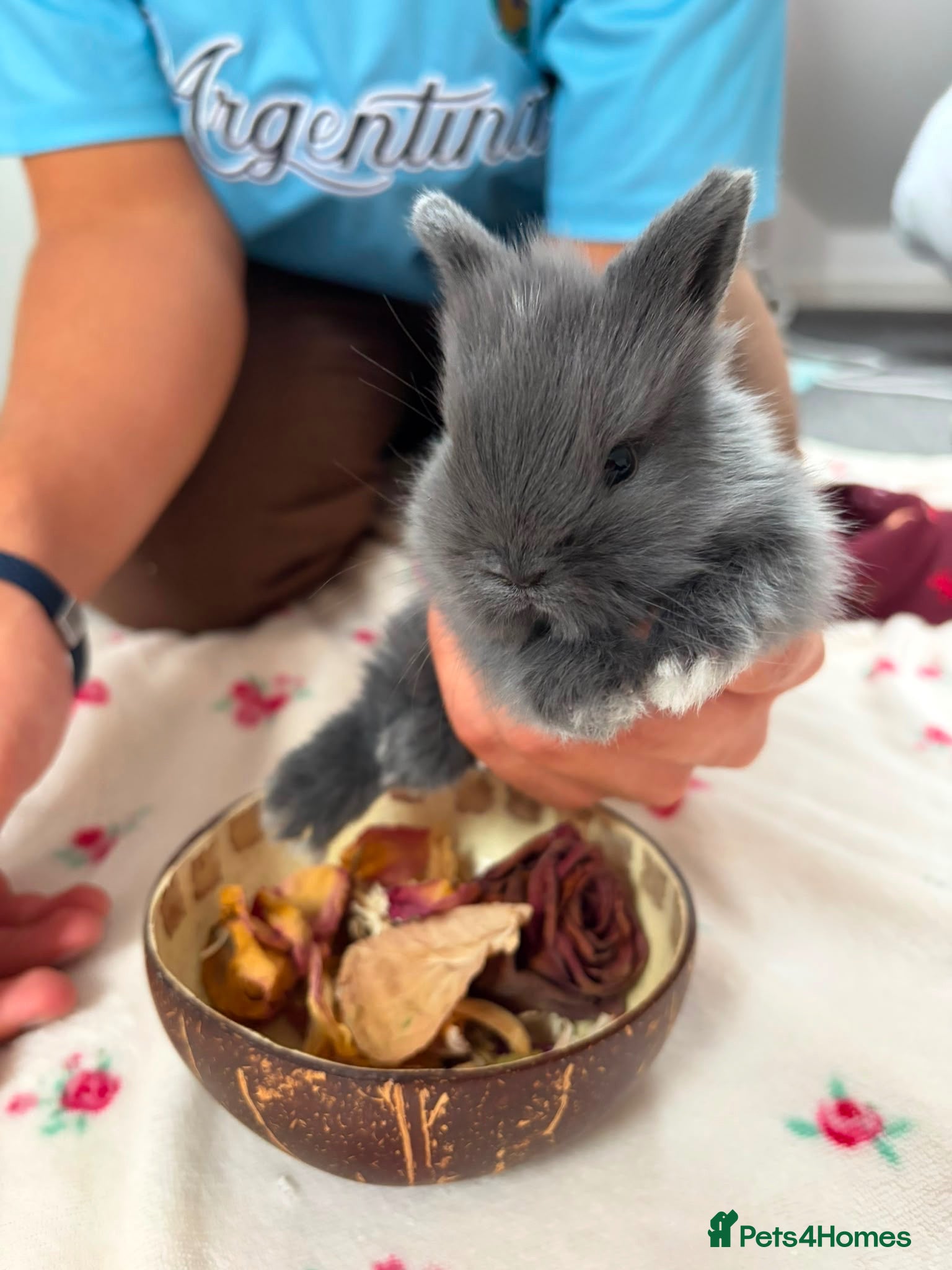 Mixed Breed rabbits Mini Lion Lop Bunnies  - Advert 3