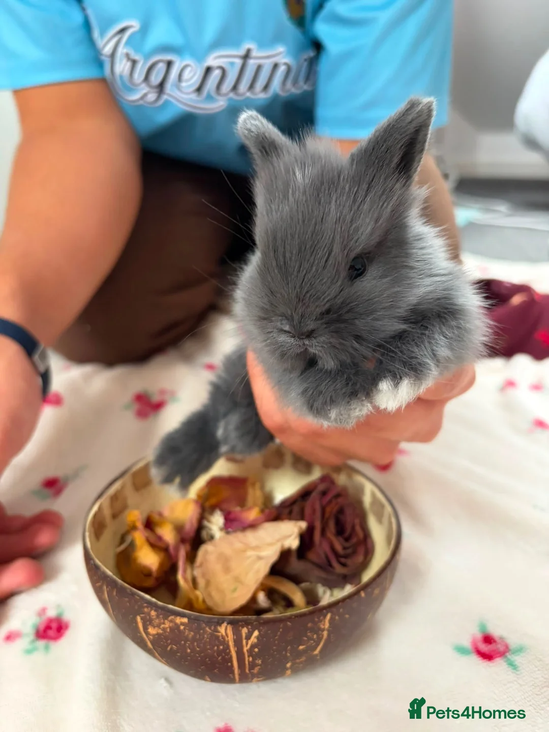 Mixed Breed rabbits for sale: Mini Lion Lop Bunnies  - Advert 1