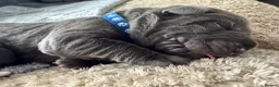 Neapolitan Mastiff dogs for sale: 2 Neapolitan mastiff puppies  - Advert 19