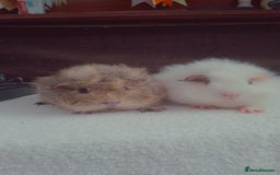 Guinea Pig rodents for sale: Baby Male Guineapigs  - Image 14