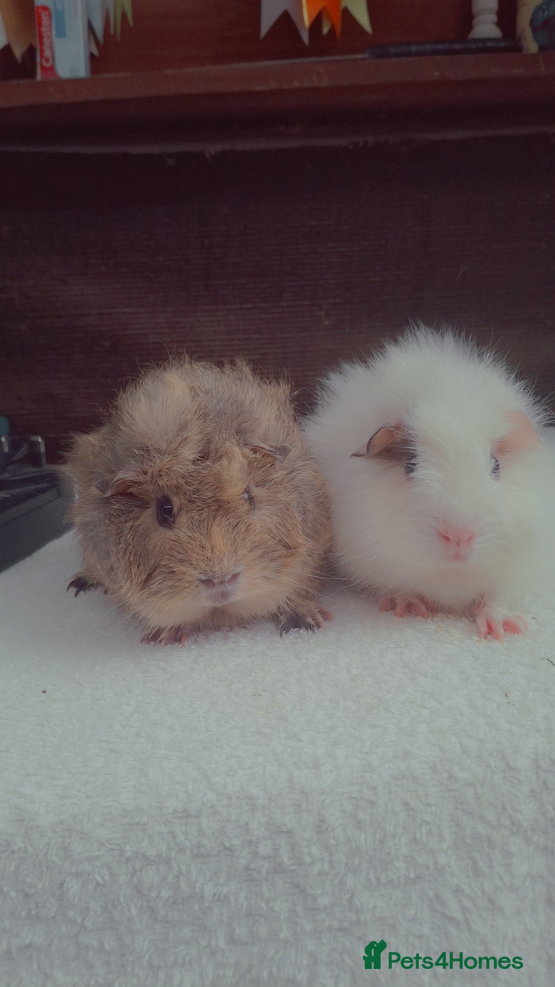 Guinea Pig rodents for sale: Baby Male Guineapigs  - Image 14
