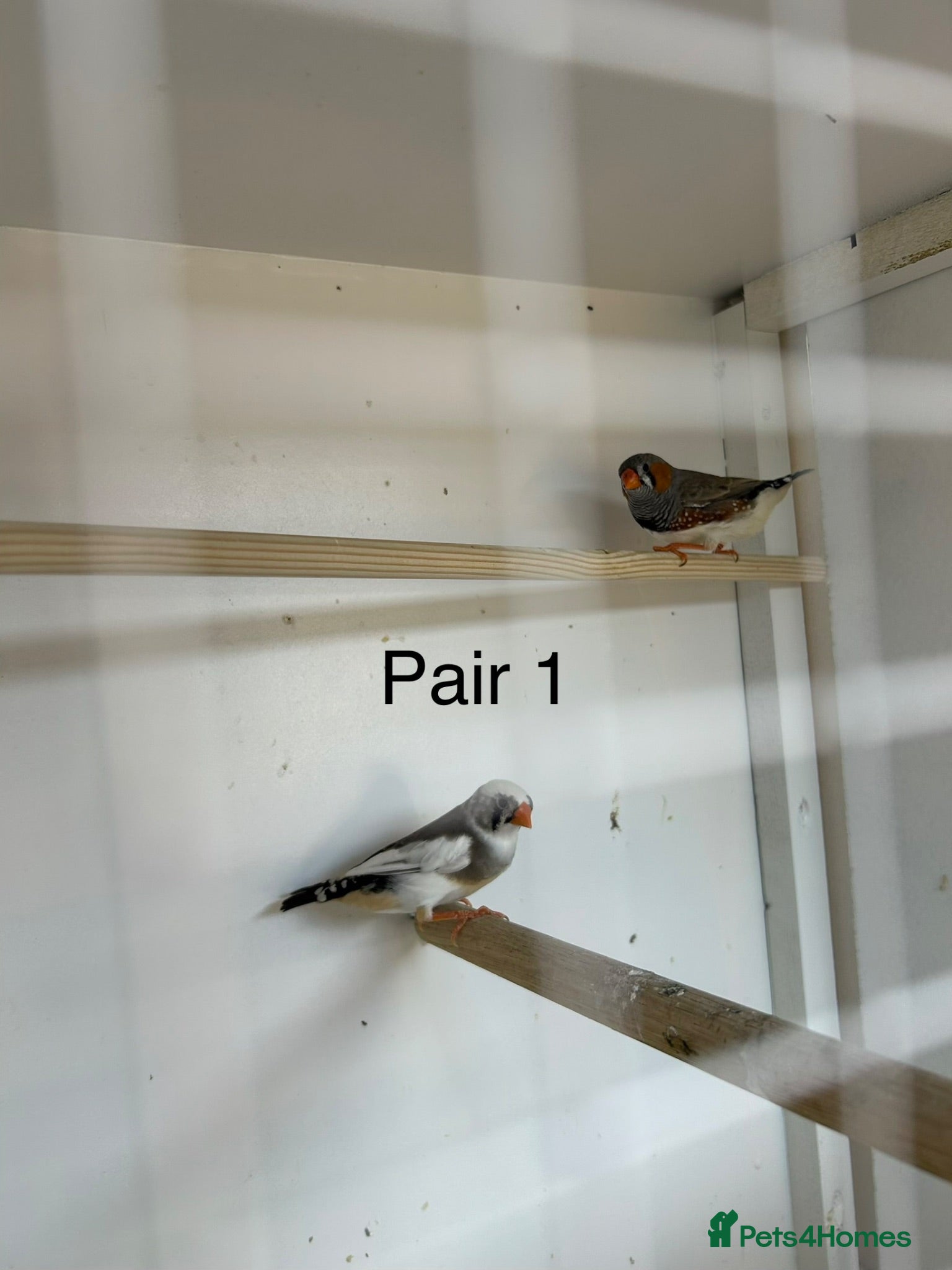 Finches birds Zebra finch breeding pairs  - Advert 1