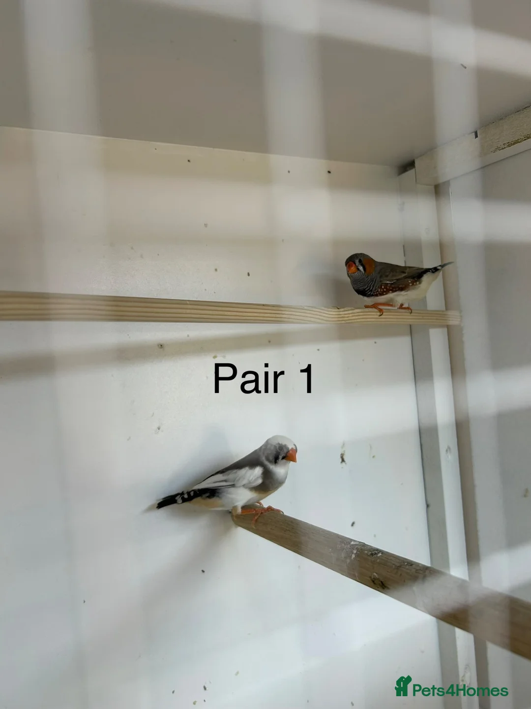 Finches birds for sale: Zebra finch breeding pairs  - Advert 1