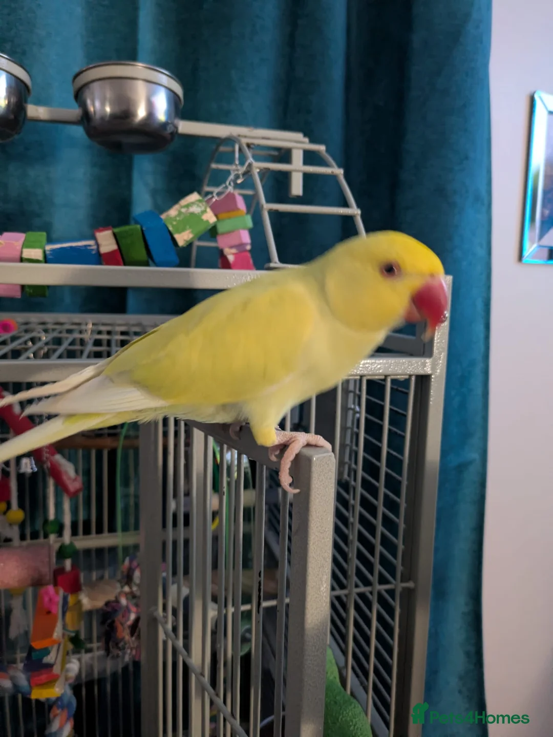 Ringnecks birds for sale: Female Lutino Indian Ringneck  in Abergele - Advert 2