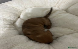 Miniature Dachshund dogs for sale: Multi coloured litter - Image 10