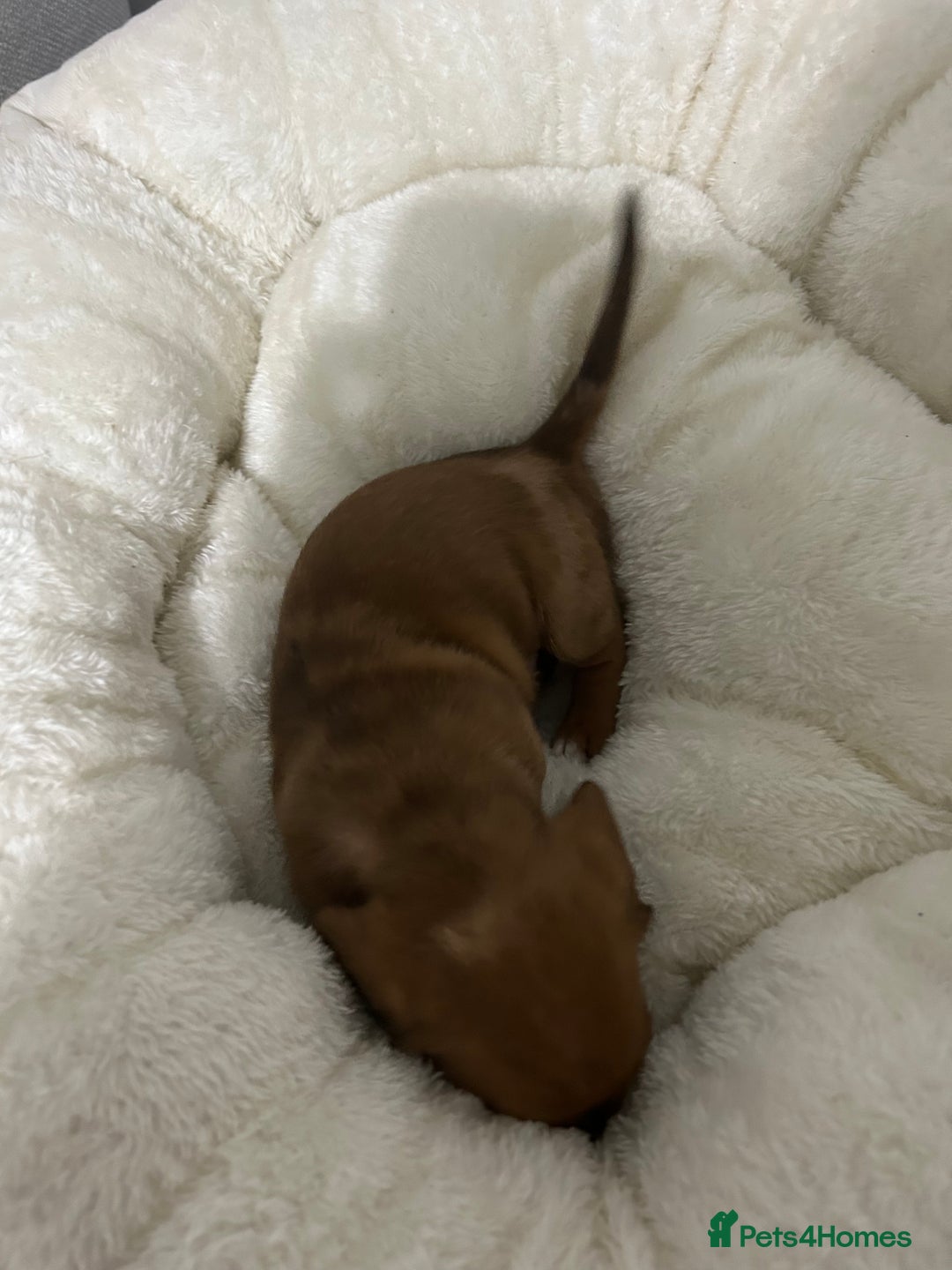 Miniature Dachshund dogs for sale: Multi coloured litter - Image 10