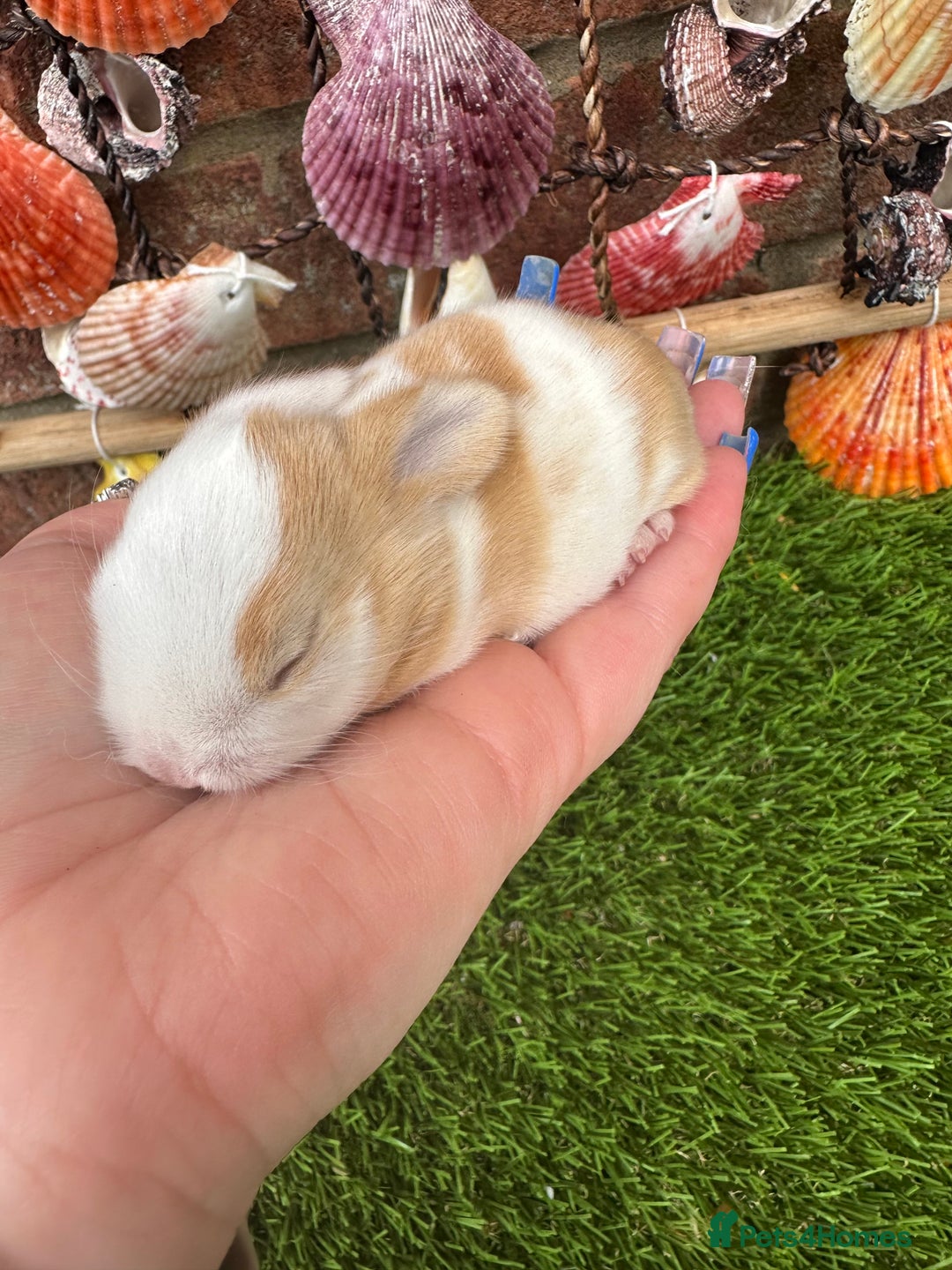 Mini Lop rabbits for sale: Stunning mini lops - Image 5