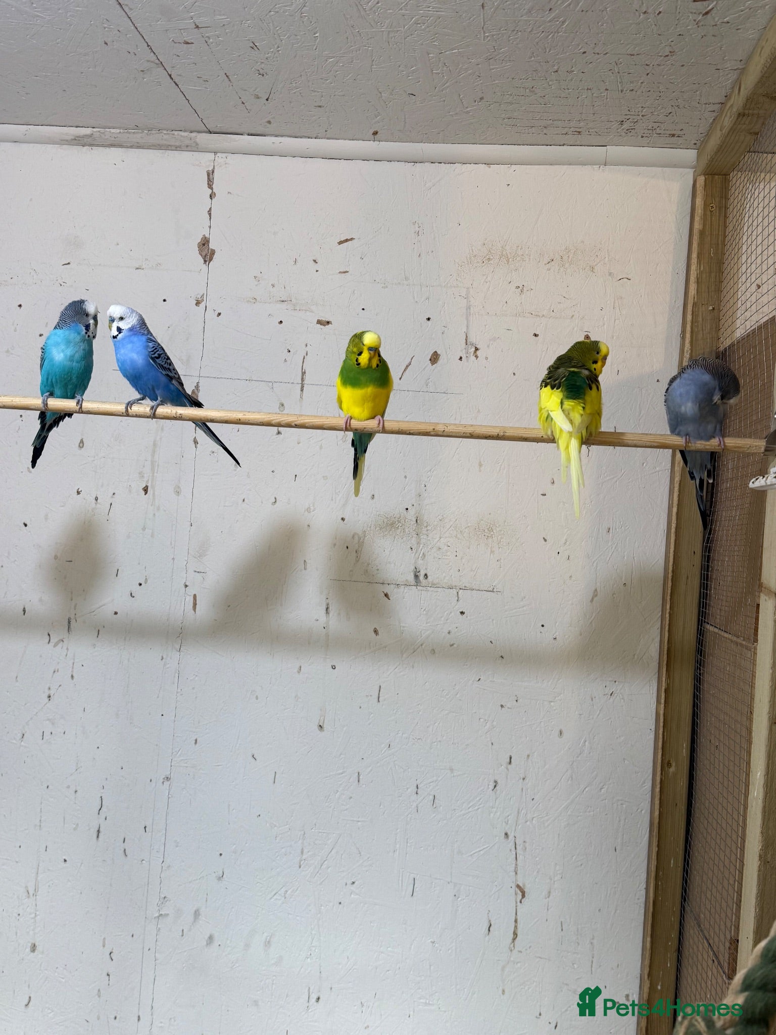 Budgerigars birds Adult budgies  - Advert 7
