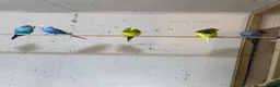 Budgerigars birds for sale: Adult budgies  - Advert 1