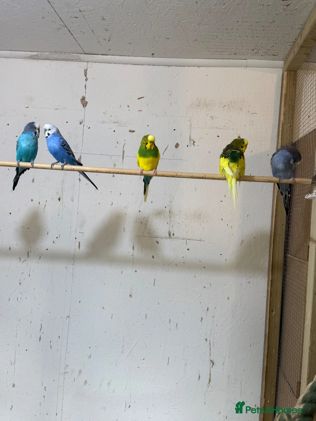 Budgerigars birds for sale: Adult budgies  - Advert 1