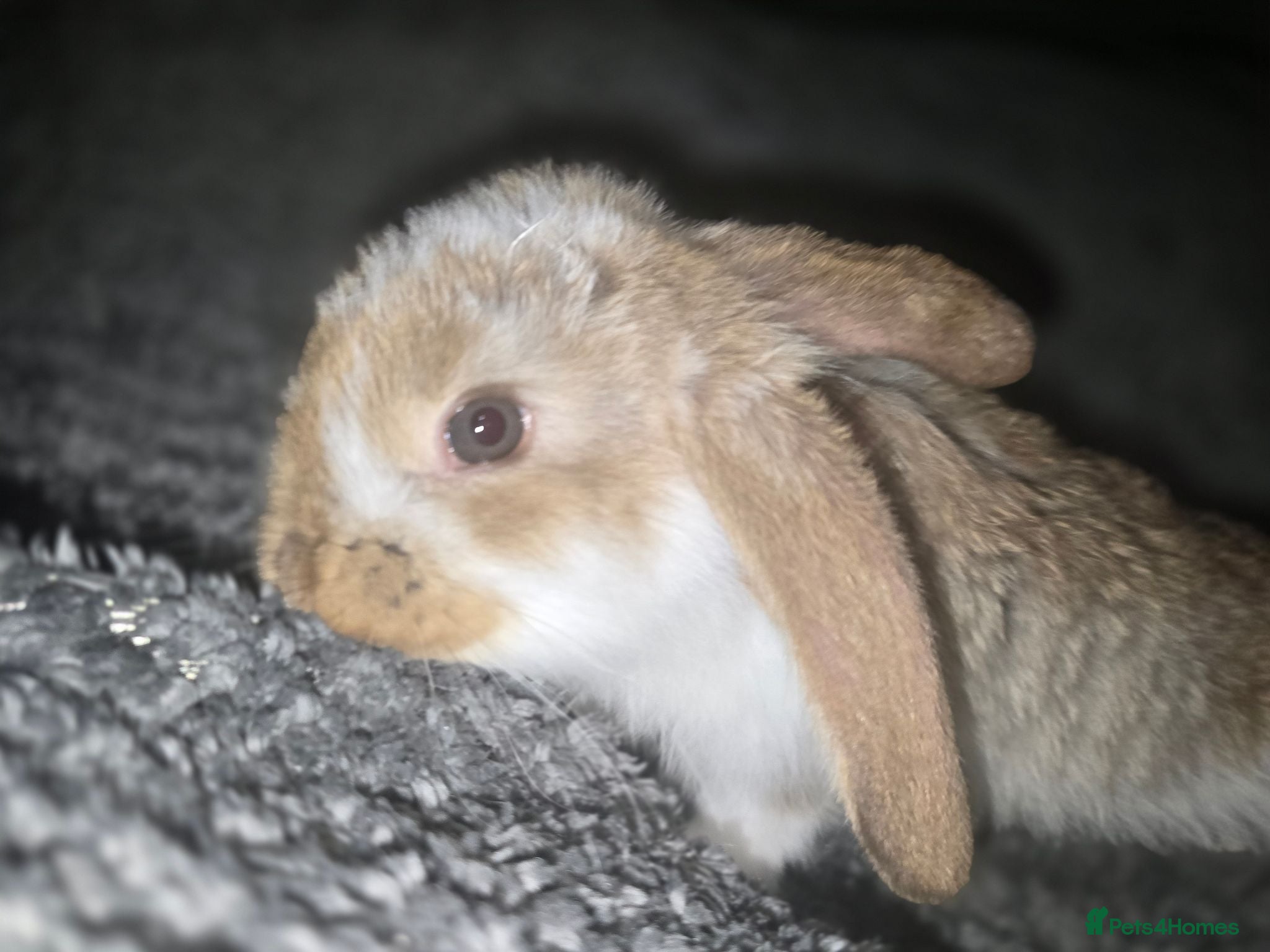 French Lop rabbits Pedigree French Lop - Advert 2