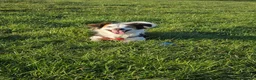 Mixed Breed dogs for sale: Pomchi/jackrussel x papilon  in Blyth - Advert 14