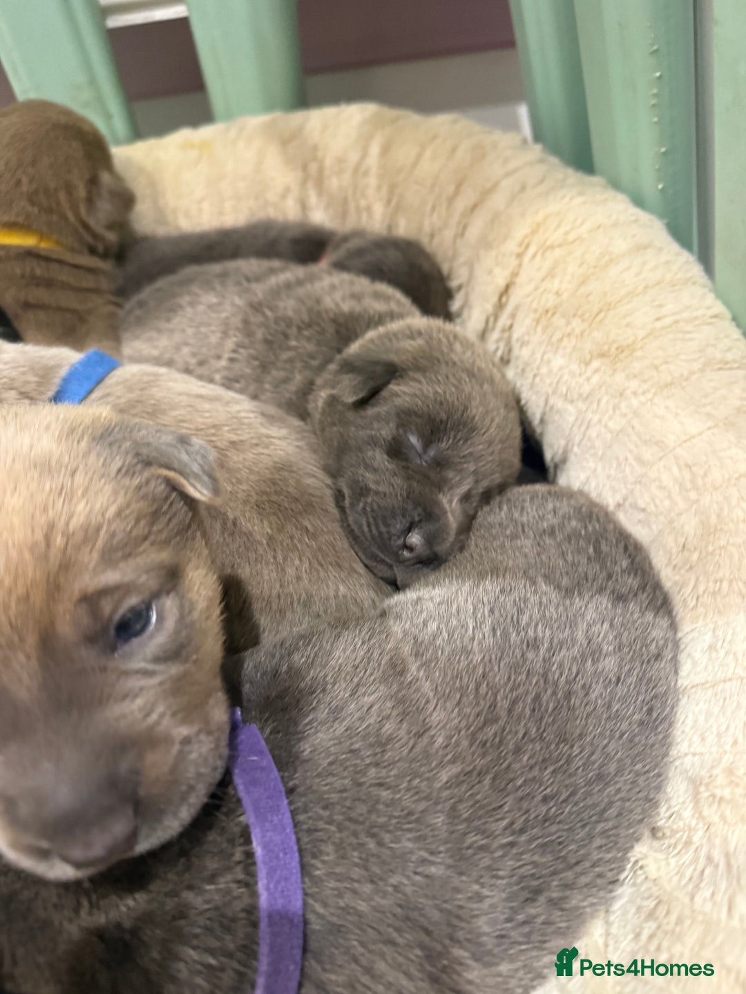 Mixed Breed dogs for sale: Sharpei puppies - Advert 10