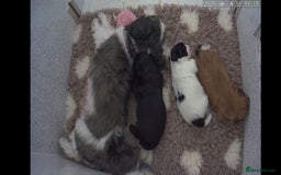 Shih Tzu dogs for sale: Shih tzu - Image 7