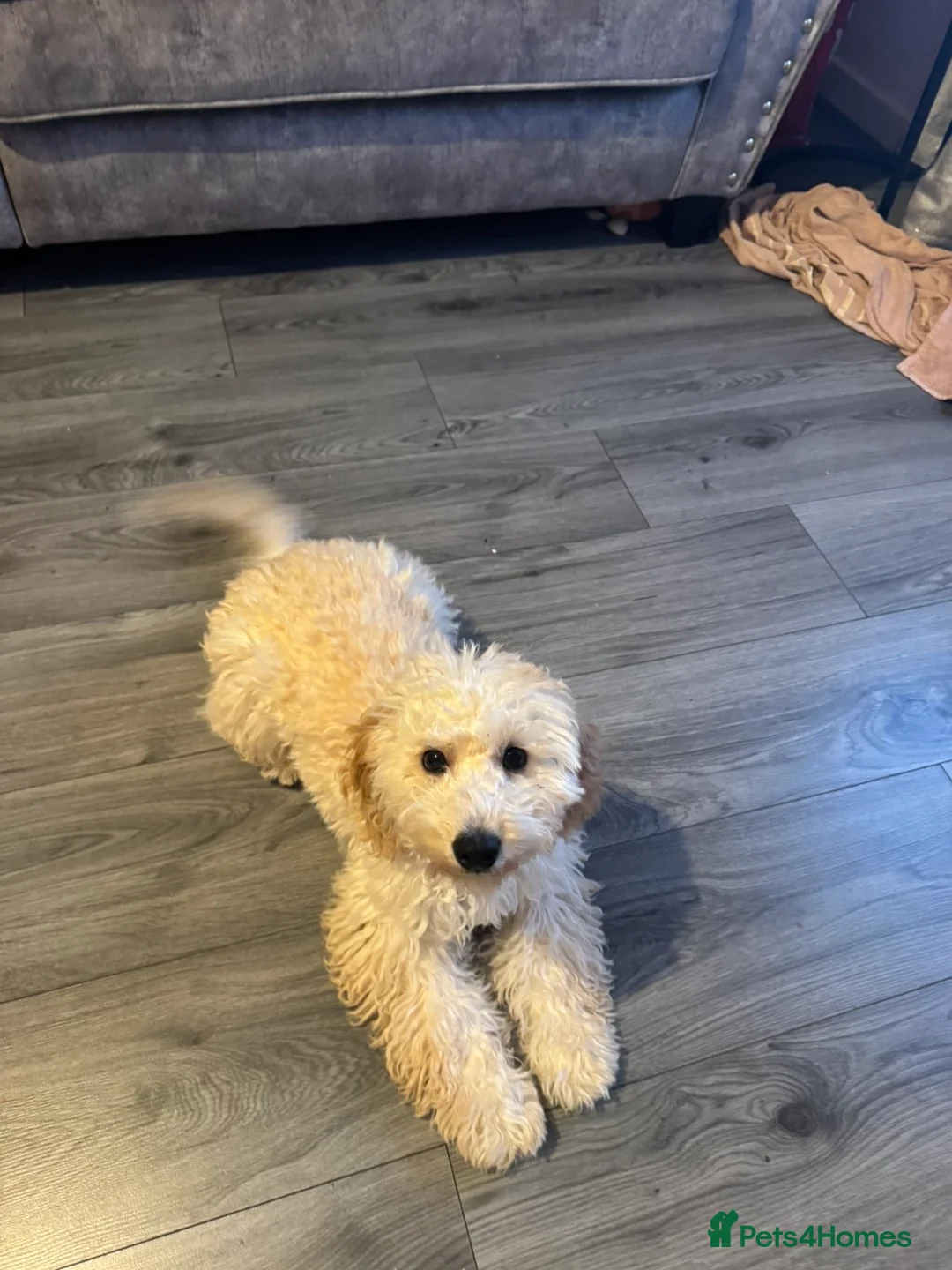 Cockapoo dogs for sale: Cockapoo Girl Puppy  - Advert 3