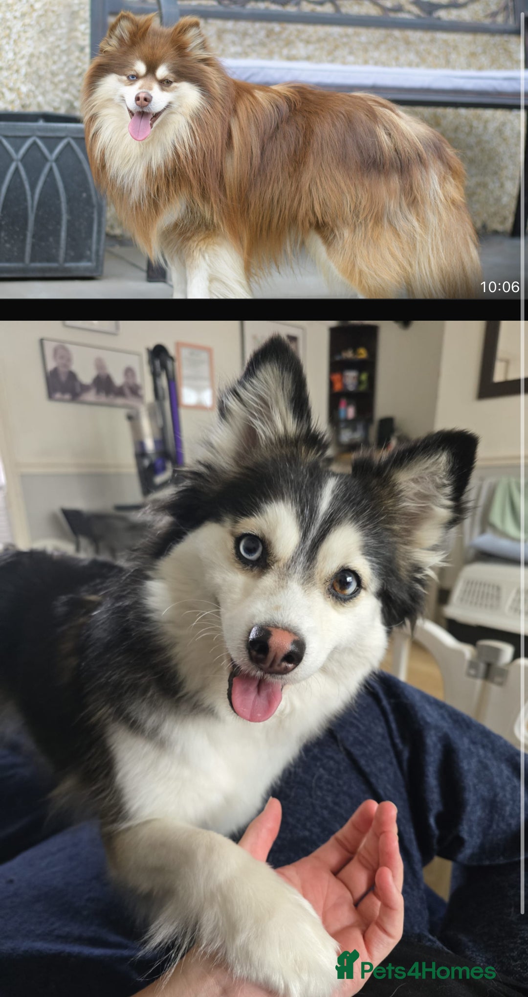 Pomsky dogs for sale: Pomsky blue eye Husky looking  - Image 5
