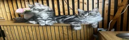Maine Coon cats for sale: Mulberry’s marvellous creations ❤️ in Lowestoft - Advert 2