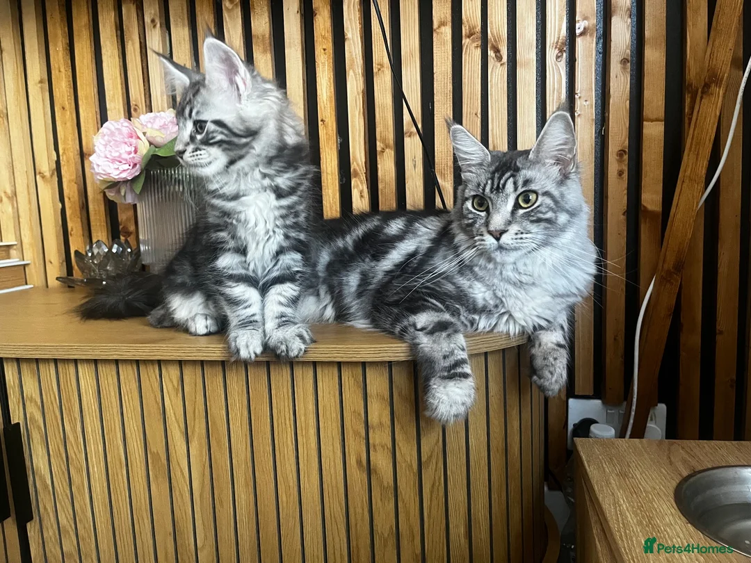Maine Coon cats for sale: Mulberry’s marvellous creations ❤️ in Lowestoft - Advert 2