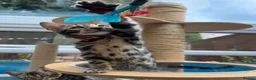 Bengal cats for sale: ❤️ Gorgeous Pure Bengal Babies! ❤️ - Advert 34