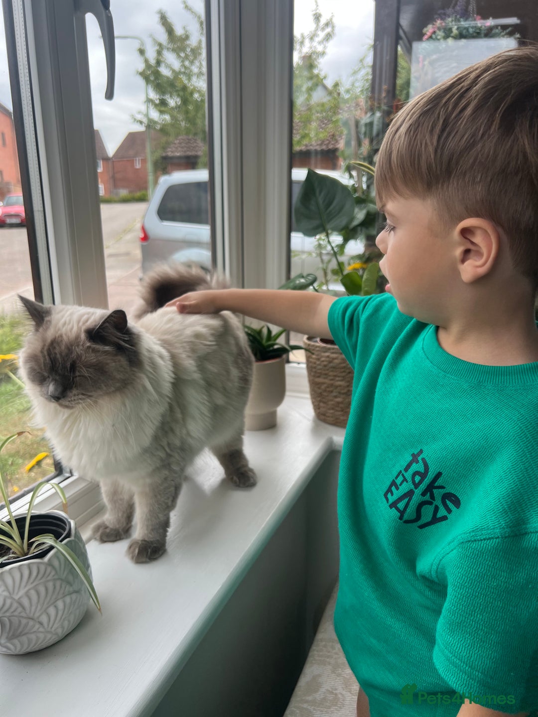 Ragdoll cats for sale: Beautiful blue point Ragdoll - Image 2