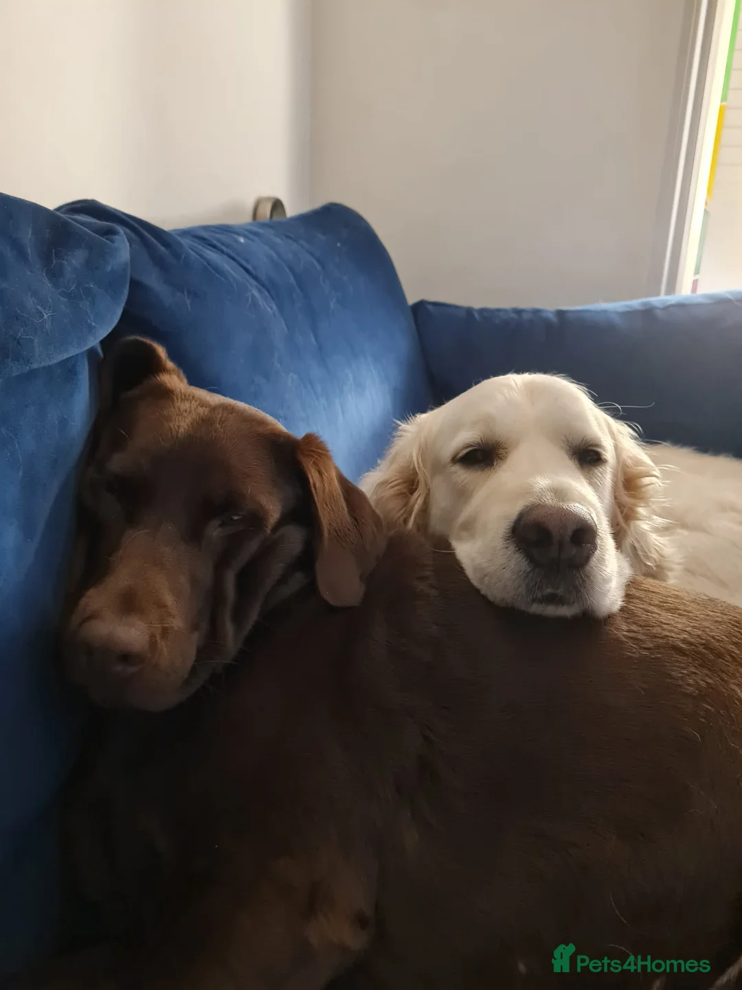 Golden Retriever dogs for sale: Golden Retriever - Advert 8