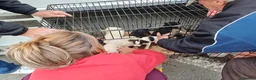 Mixed Breed dogs for adoption: 🤍MATEO - from a market crate to a Loving Home 🏡 in Nottingham - Advert 2