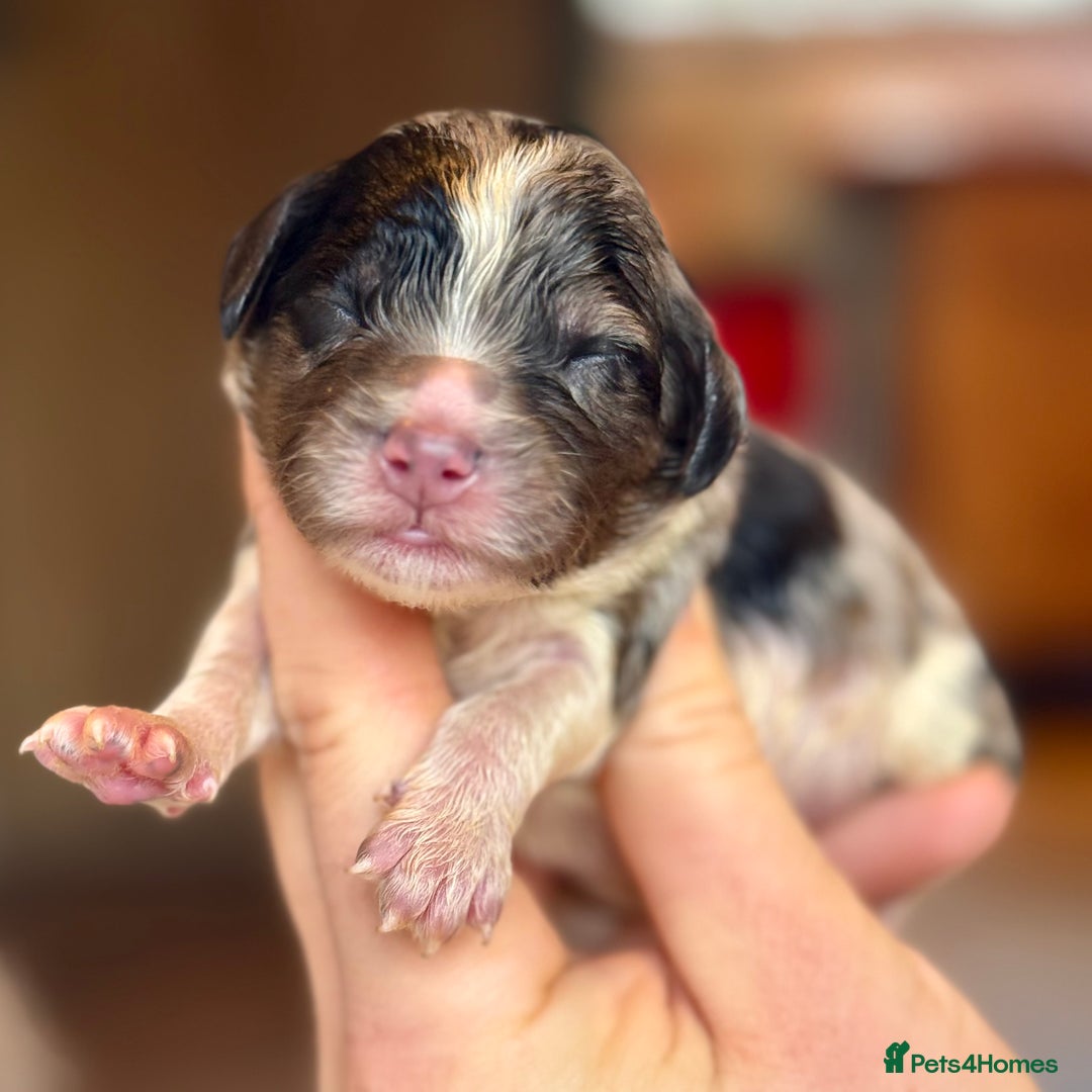 Cavapoo dogs for sale: Gorgeous Rainbow Cavapoos 🌈 - Advert 7