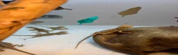 Bearded Dragon reptiles for sale: Baby Bearded dragons £50 each - Advert 11