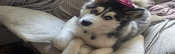 Pomsky dogs for sale: Pomsky Puppies for Sale - Advert 7
