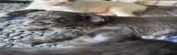French Bulldog dogs for sale: Adorable fluffy frenchies - Advert 10