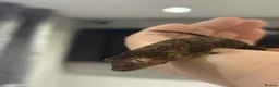 Gecko reptiles for sale: Chahoua Gecko - Advert 2
