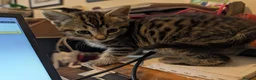 Mixed Breed cats for sale: Stunning Kittens Ready to Leave 30th September - Advert 20