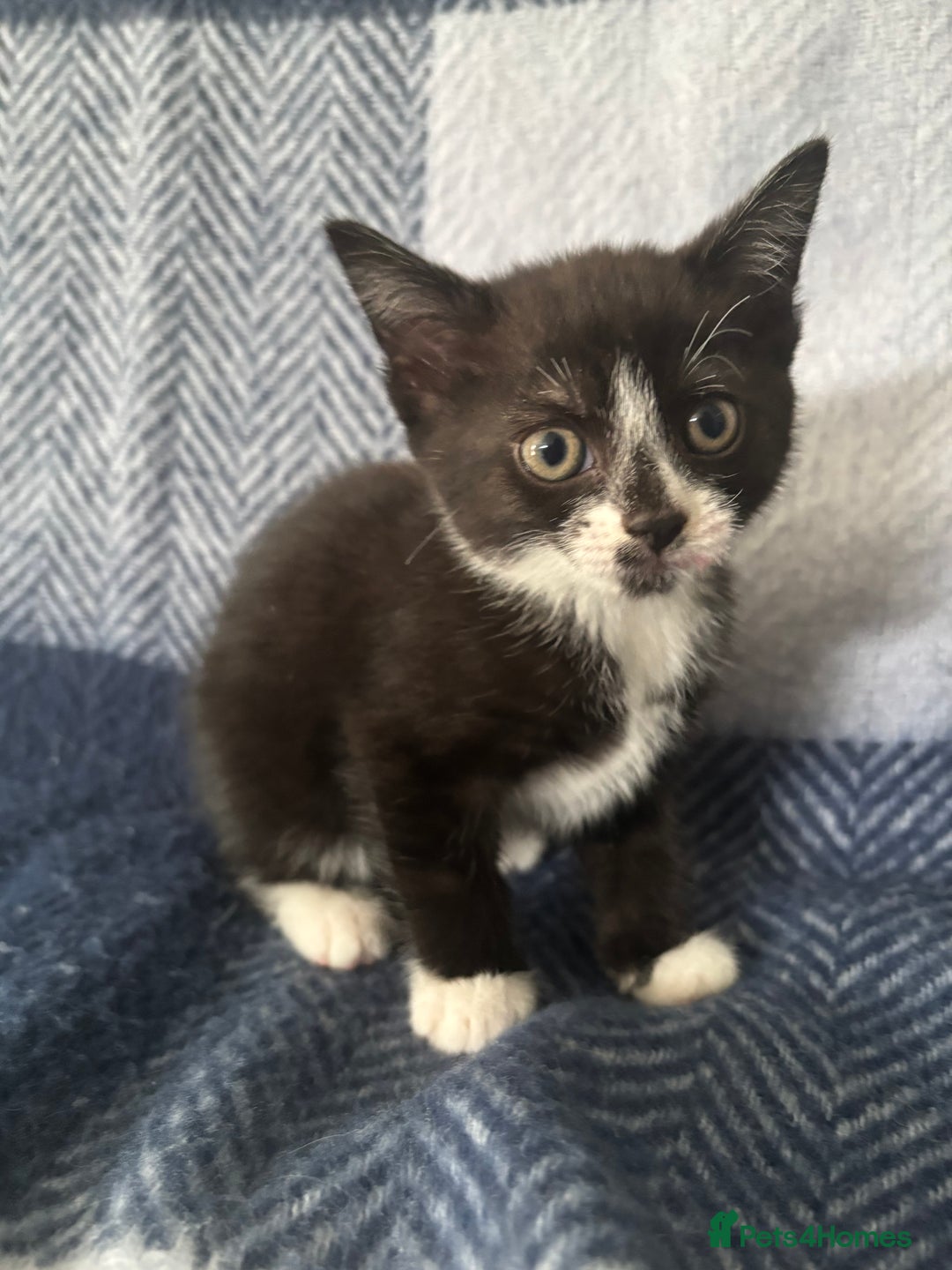 Mixed Breed cats for sale: Domestic cats  - Image 3