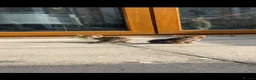 Savannah cats for sale: Savannah x Bengal kittens in Leicester - Advert 3