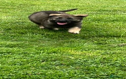 German Shepherd dogs for sale: German Shepherd Pups  - Image 40