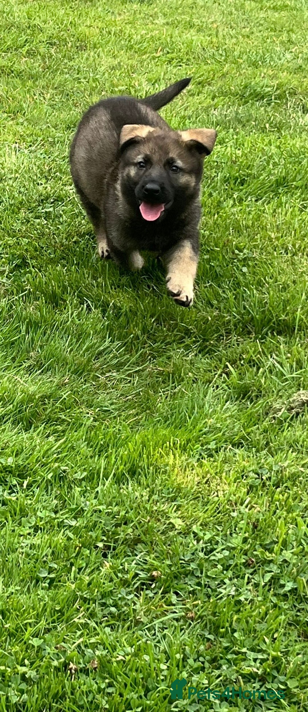 German Shepherd dogs for sale: German Shepherd Pups  - Image 40