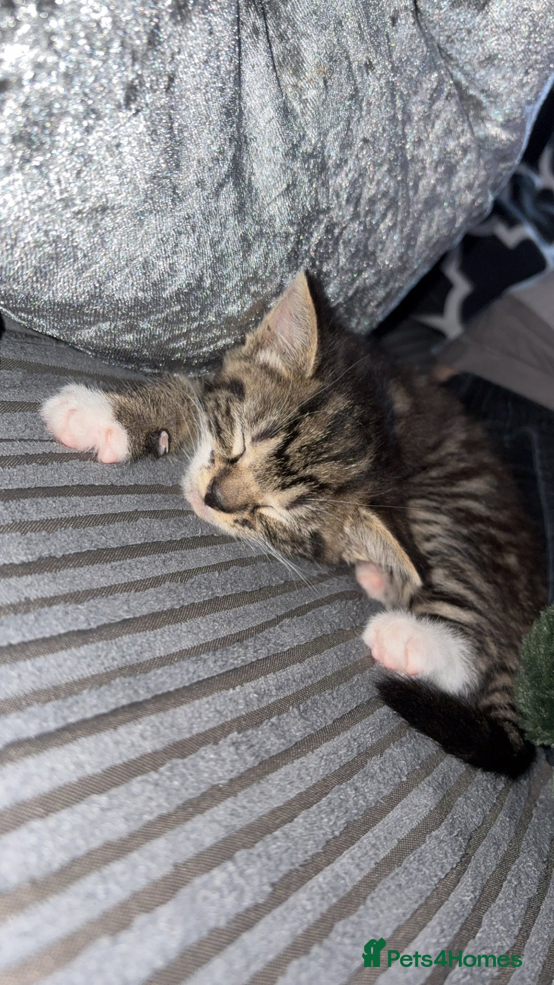 Mixed Breed cats for sale: Little socks  - Image 3